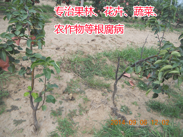 專治果林花卉蔬菜農(nóng)作物根腐病