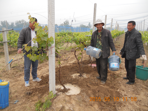 河南滑縣八里營葡萄園葡萄樹根腐病查看與治療