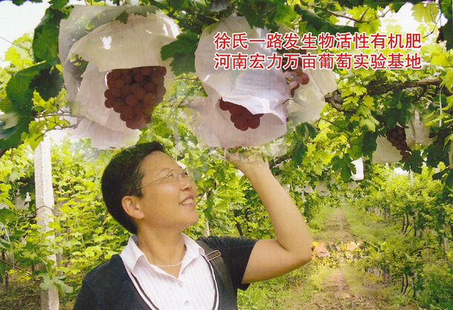 發(fā)明人徐貴閣查看宏力萬(wàn)畝葡萄園實(shí)驗(yàn)基地