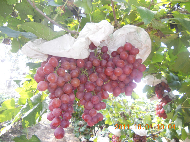 徐貴閣發(fā)明技術(shù)、葡萄實(shí)驗(yàn)基地