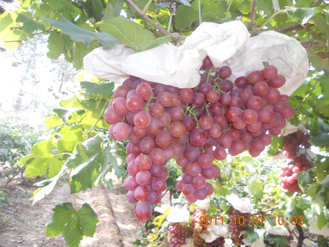 徐貴閣發(fā)明技術(shù)、宏力葡萄實(shí)驗(yàn)基地