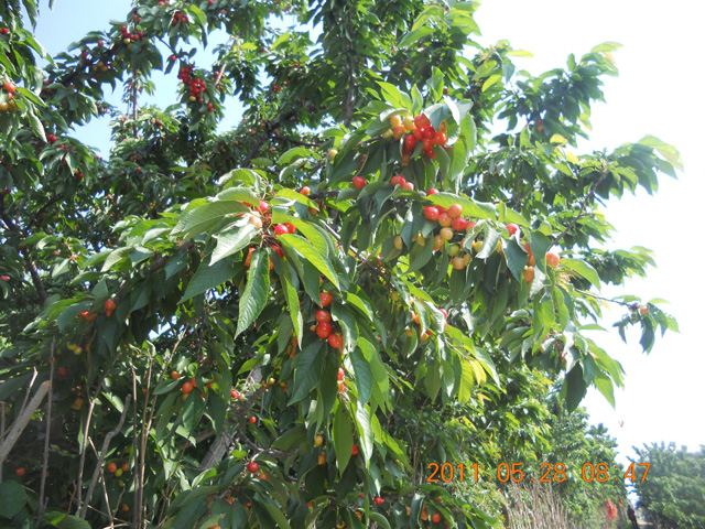 徐氏綠色生物有機(jī)肥山東維坊櫻桃種植基地