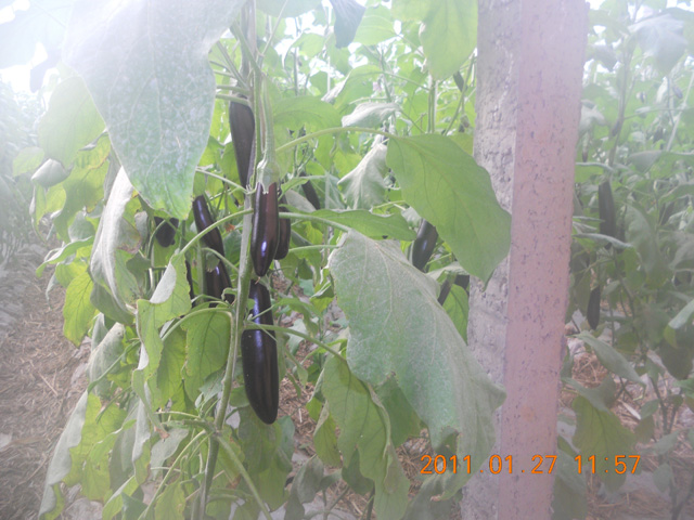 溫室茄子實(shí)驗(yàn)基地