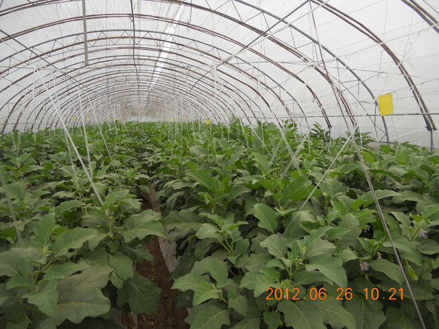 簡(jiǎn)棚茄子實(shí)驗(yàn)基地