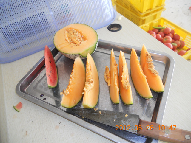 綠色有機(jī)哈密瓜