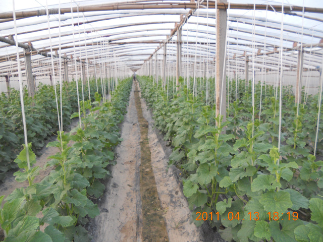 簡(jiǎn)棚黃瓜實(shí)驗(yàn)基地