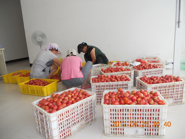 綠色有機(jī)圣女果