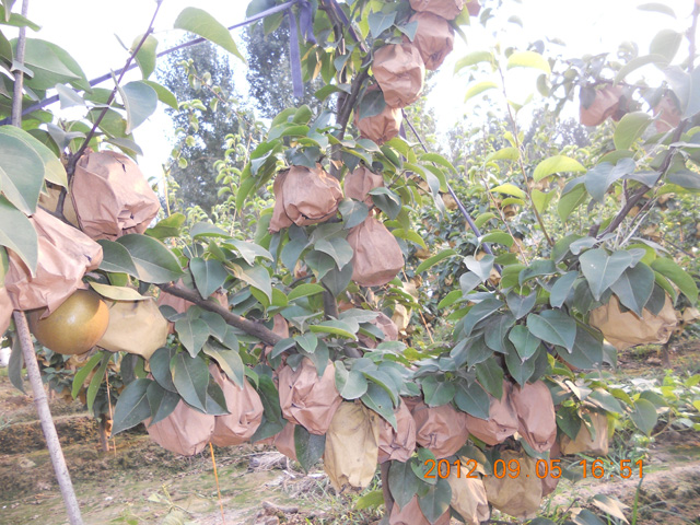 晚秋黃梨實(shí)驗(yàn)基地