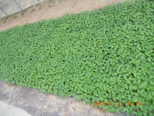 徐氏生物育苗基質(zhì)長(zhǎng)垣育苗基地。發(fā)明人徐貴閣