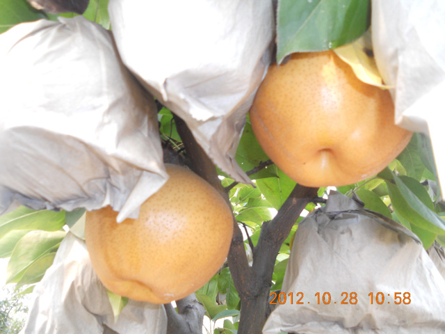 晚秋黃梨實(shí)驗(yàn)基地