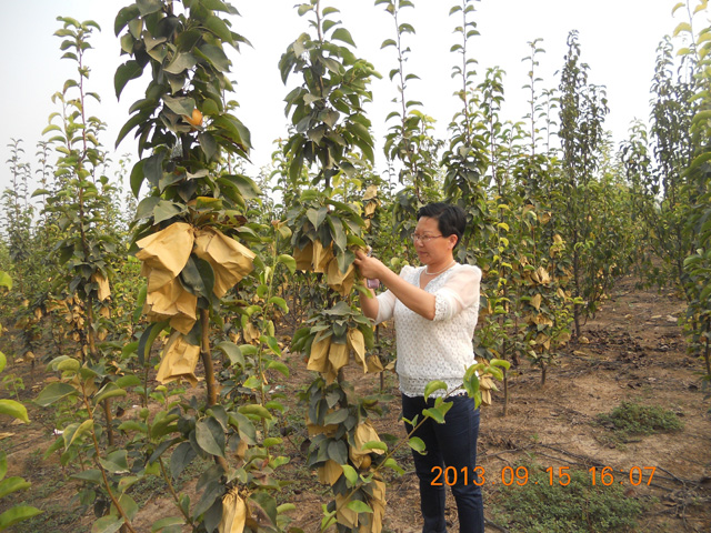 徐貴閣現(xiàn)場(chǎng)查看生長(zhǎng)情況