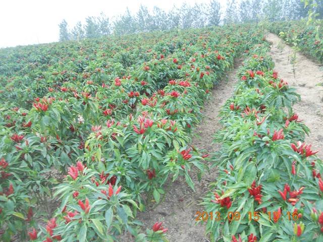 朝天椒實(shí)驗(yàn)基地