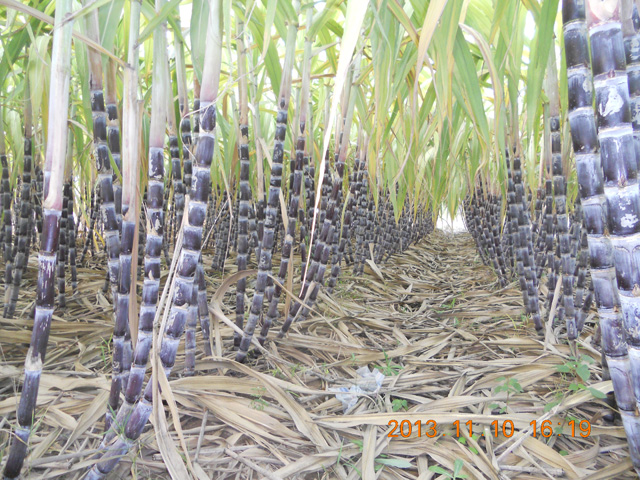 長垣有機(jī)甘蔗林1.