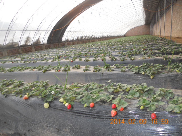 有機(jī)草莓采摘2