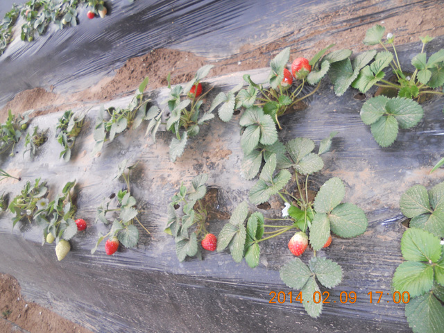 有機(jī)草莓采摘1