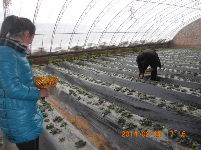 有機(jī)草莓采摘5