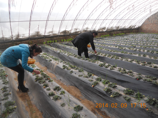 有機(jī)草莓采摘4