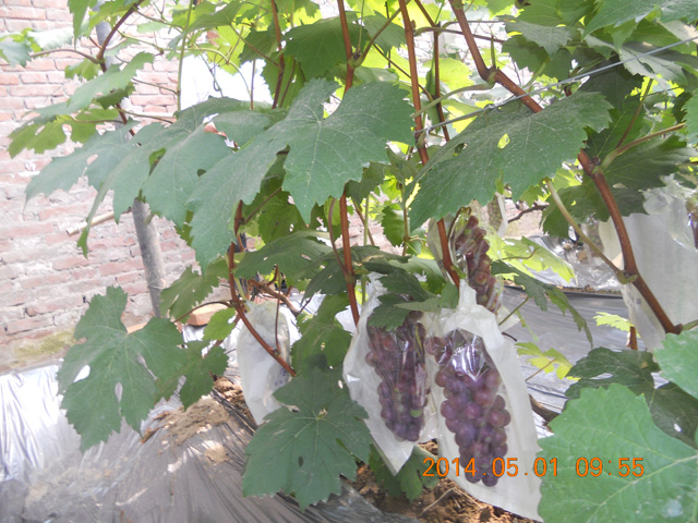 葡萄有機(jī)采摘3