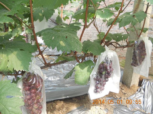 葡萄有機(jī)采摘2