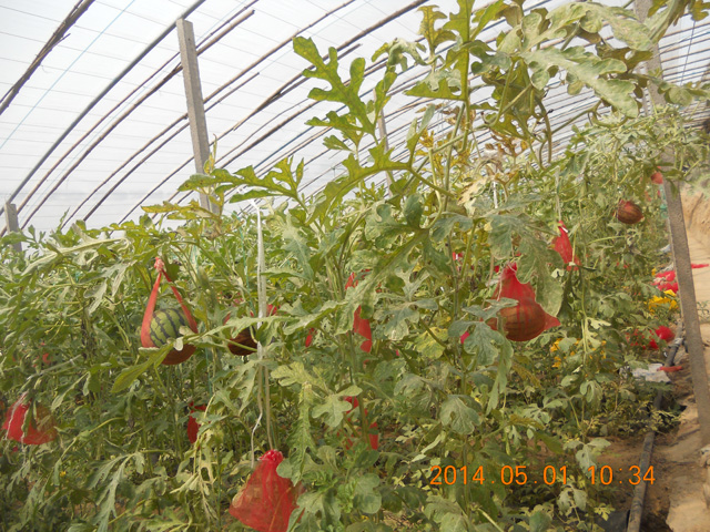 葡萄有機(jī)采摘