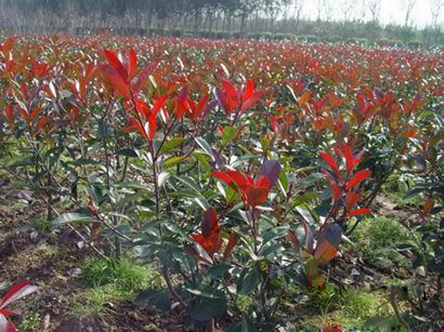 河南滑縣龍?zhí)┥锟萍加邢薰?，生物有機(jī)肥、沖施肥、葉面肥、花卉實(shí)驗(yàn)種植基地 (6)