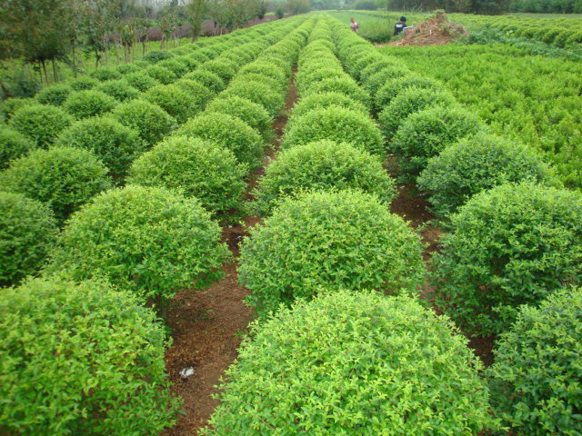 河南滑縣龍?zhí)┥锟萍加邢薰荆镉袡C(jī)肥、沖施肥、葉面肥、花卉實(shí)驗(yàn)種植基地 (1)